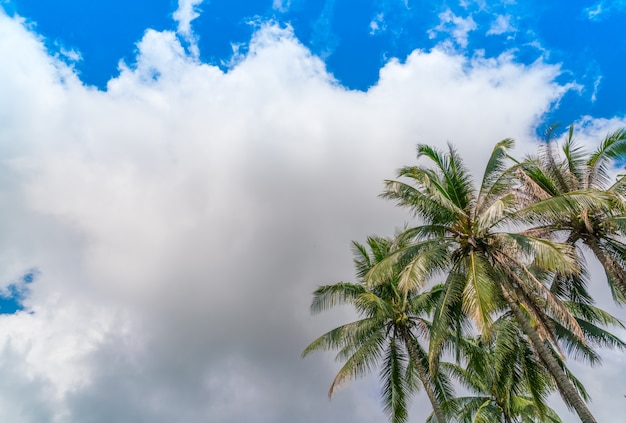 palmeras de coco. (Imagen filtrada procesada efecto de la vendimia.