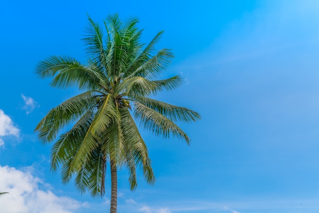 palmeras de coco. (Imagen filtrada procesada efecto de la vendimia.