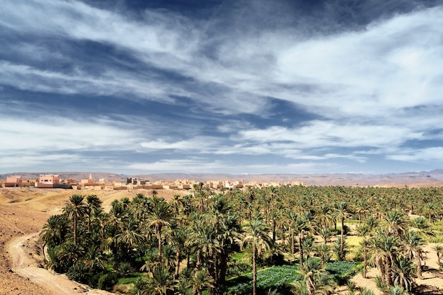 Palmeras datileras en oasis en el desierto del Sahara