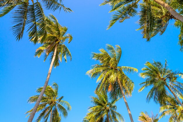 Palmeras en un día bonito