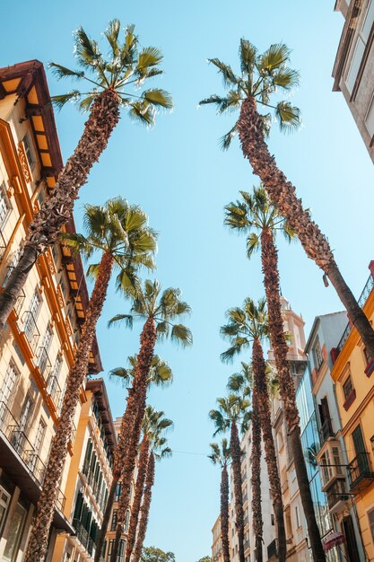 Palmeras en el distrito comercial de Málaga en la Calle Puerta del Mar