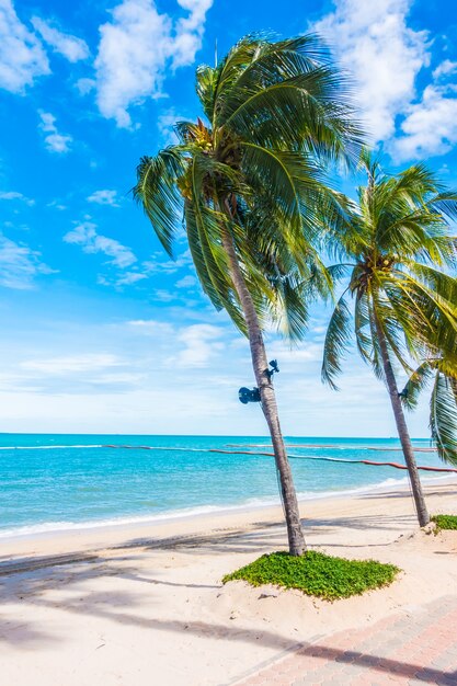 Palmeras mecidas por el viento