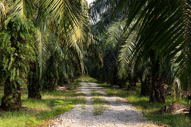 Palmeras en una plantación de aceite de palma en el sudeste asiático