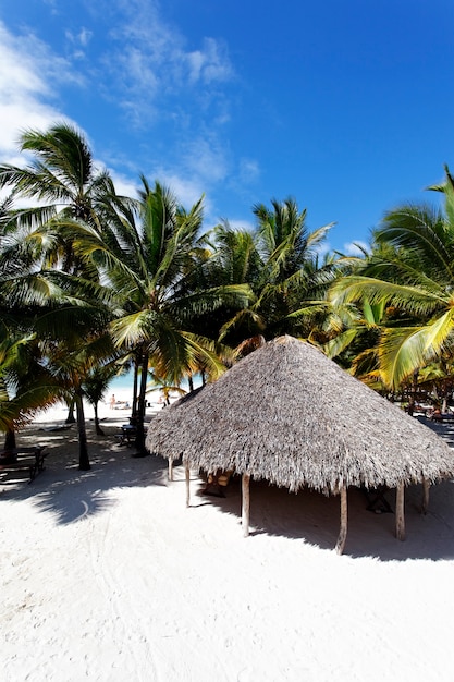 Palmeras en playa caribeña