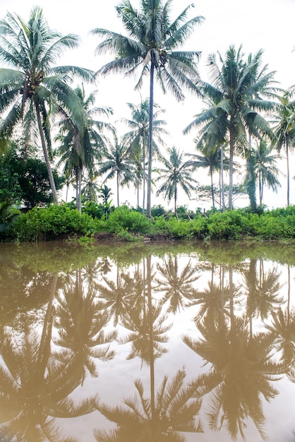 Palmeras reflejadas en el agua