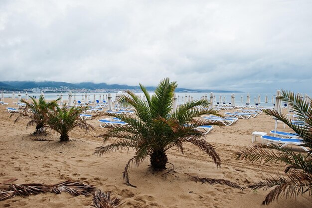 Palmeras en Sunny Beach en el Mar Negro en Bulgaria vacaciones de verano viajes vacaciones
