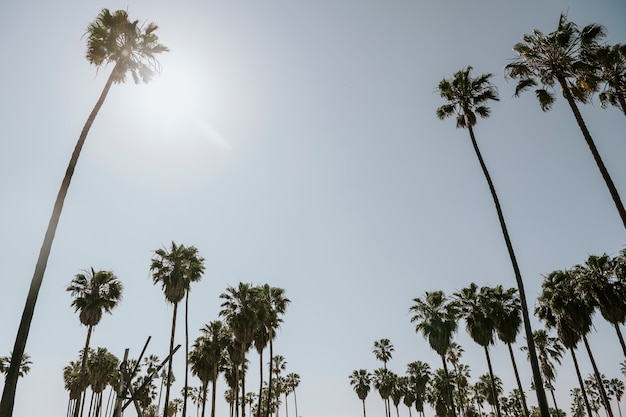 Foto gratuita palmeras en el verano