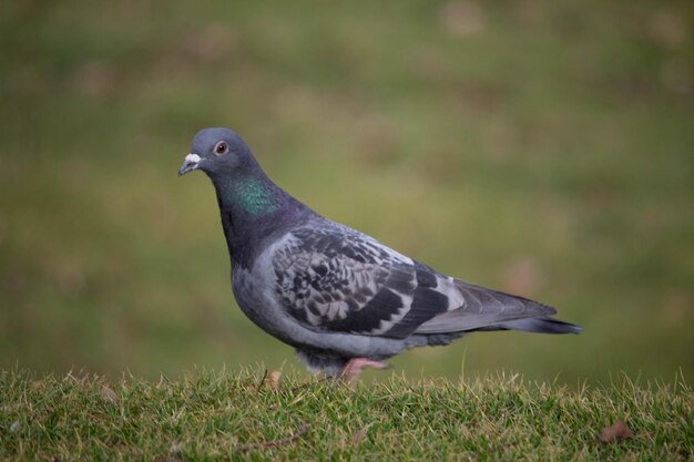 Paloma común en el suelo, solo pájaro vadeando en el parque