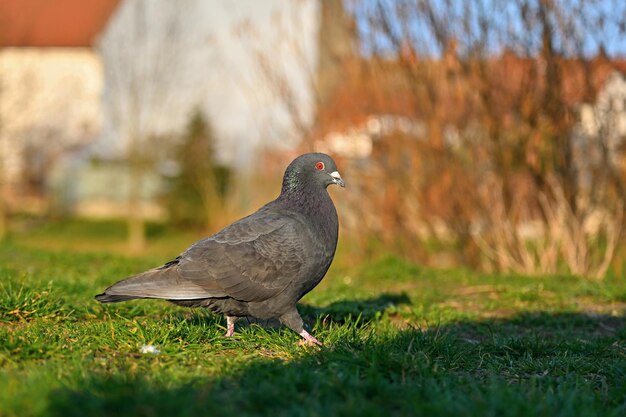 Paloma Hermosa toma de pájaro en la naturaleza al atardecerxDxAColumba palumbus