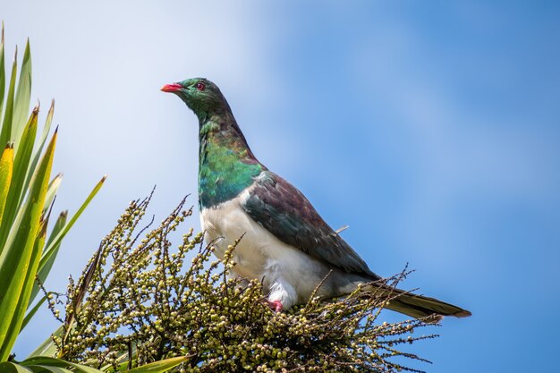 Paloma de Nueva Zelanda adulta encaramado en el árbol de la col