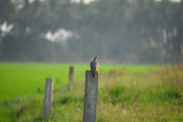 Paloma posada sobre una columna de madera en un campo