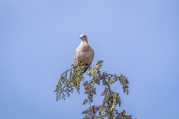 Paloma sentada en la rama de un árbol bajo un cielo azul