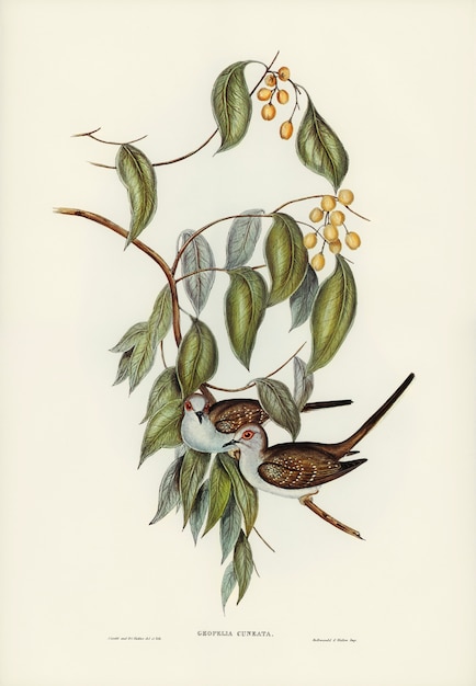 Paloma de tierra agraciada (Geopelia cuneata) ilustrada por Elizabeth Gould