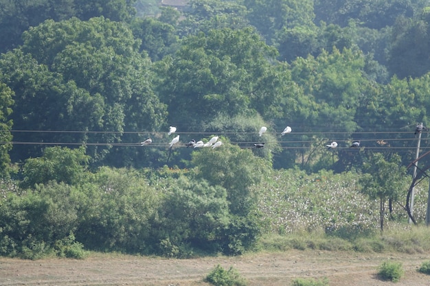 Palomas posadas en cables de alta tensión