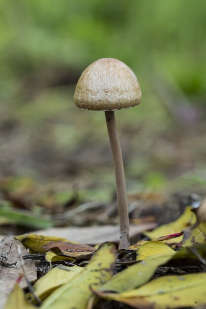 Panaeolus papilionaceus, hongo mottlegill enagua