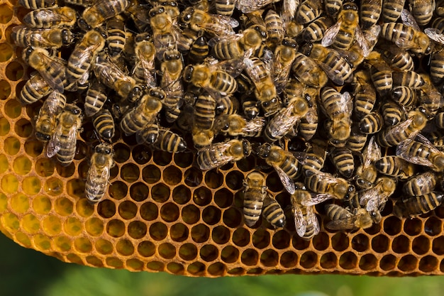 Panal de miel con abejas