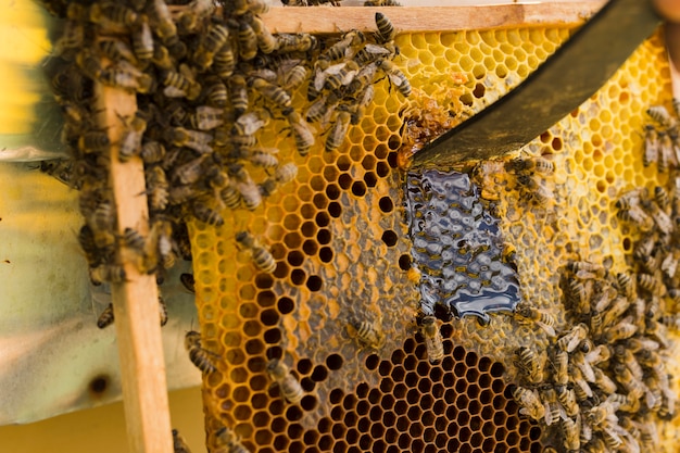 Panal de miel con abejas