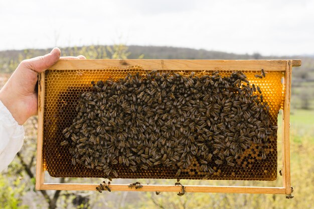 Panal de miel con abejas