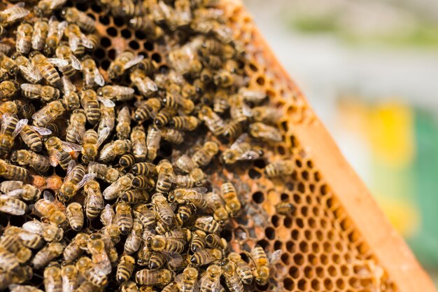 Panal de miel con abejas