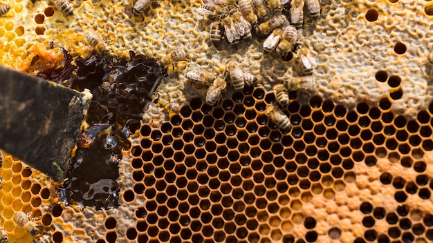 Panal de miel con abejas