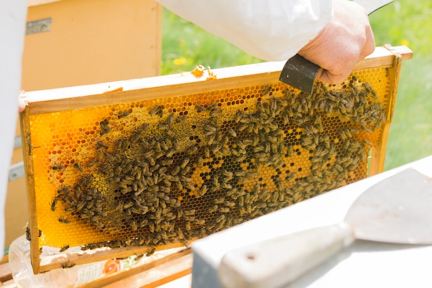 Panal de miel con abejas