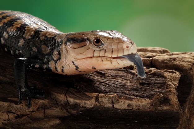 Panana lagartos sobresalen largas lenguas azules sobre madera panana lagarto closeuup