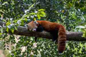 Foto gratuita panda rojo tendido en la rama de un árbol y disfrutando de su día de descanso