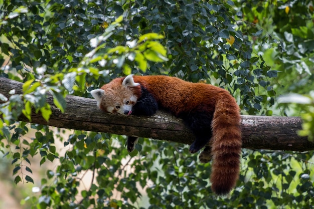 Panda rojo tendido en la rama de un árbol y disfrutando de su día de descanso