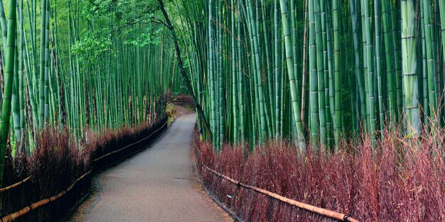 Foto gratuita panorama de bamboo grove en arashiyama, kioto, japón.