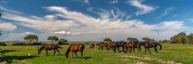 Panorama con caballos pastando en un prado verde
