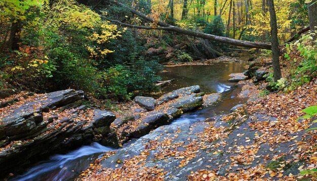 Panorama de cierre de Autumn Creek con arces amarillos y follaje sobre rocas en el bosque con ramas de árboles.