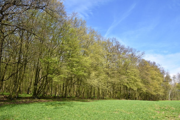 Panorama hermoso bosque verde en primavera.