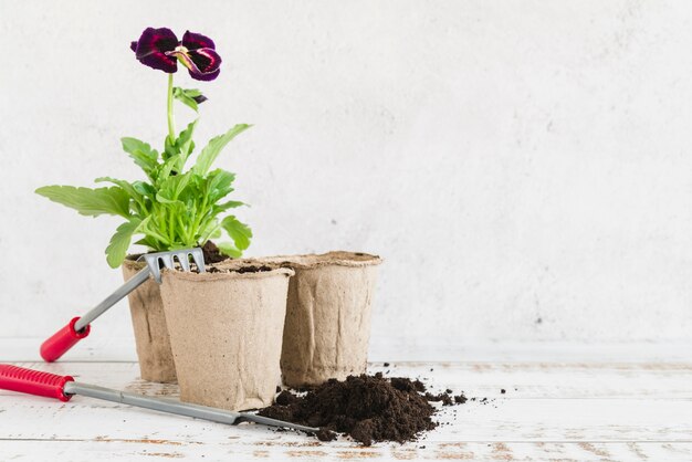 Pansy flowering plant en la maceta de turba con suelo y equipo de jardinería en el escritorio de madera