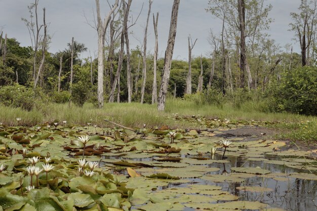 Pantano de agua dulce, Guayana Francesa