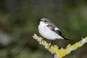 Foto gratuita papamoscas cerrojillo europeo ficedula hypoleuca, malta, mediterráneo