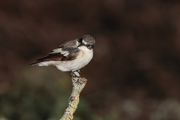 Foto gratuita papamoscas cerrojo europeo macho ficedula hypoleuca