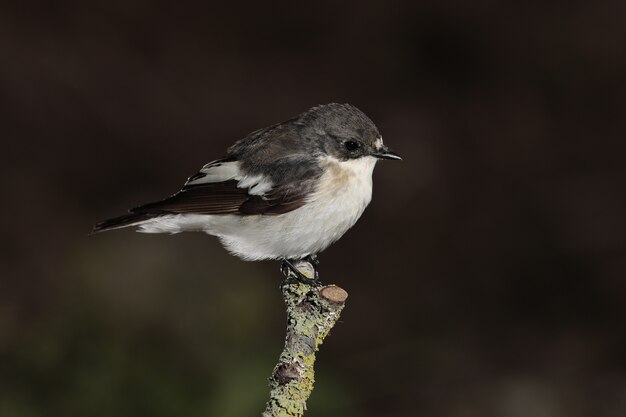 Papamoscas cerrojo europeo macho Ficedula hypoleuca