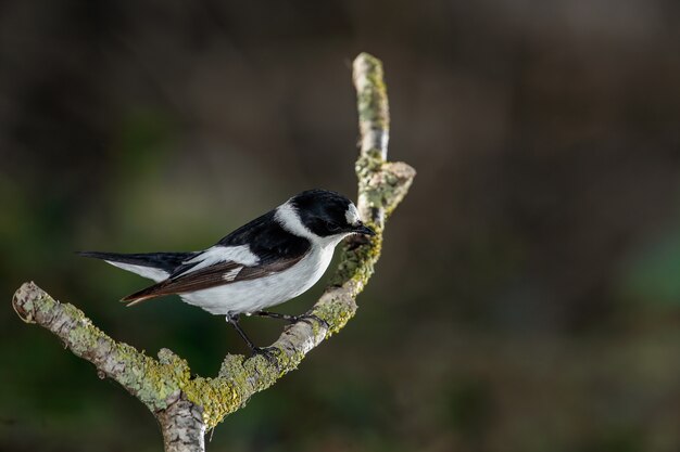 Papamoscas de collar, Ficedula albicollis