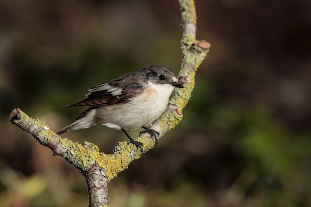 Papamoscas europeo macho Ficedula hypoleuca <Malta, Mediterráneo