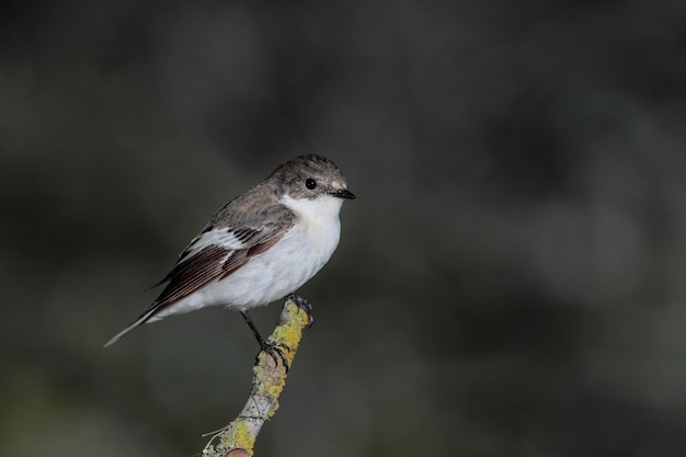 Foto gratuita papamoscas europeo macho ficedula hypoleuca, malta, el mediterráneo