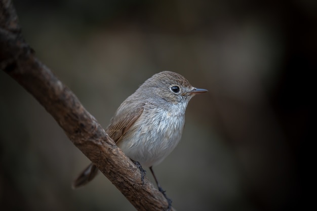 Foto gratuita papamoscas de pecho rojo hembra sentada en una percha