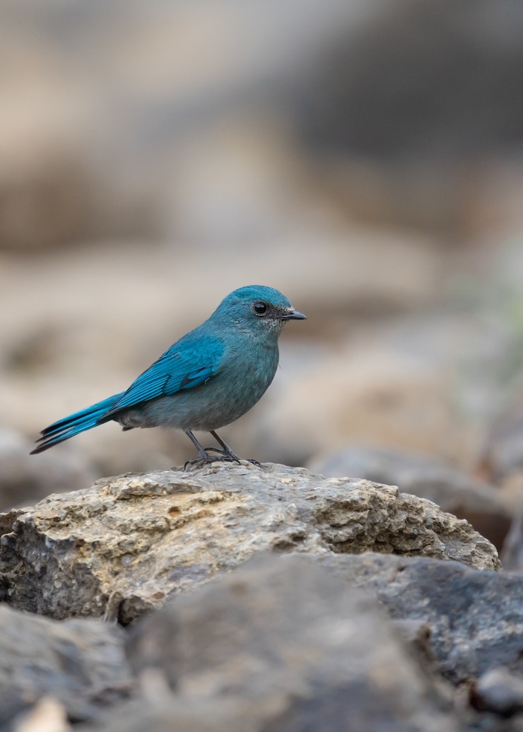 Foto gratuito papamoscas verditer, eumyias thalassinus
