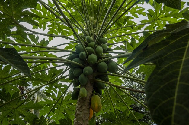 Papayas en un árbol