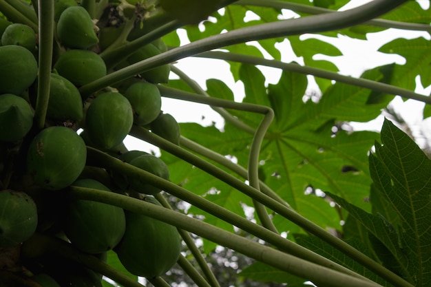 Foto gratuita papayas en un árbol