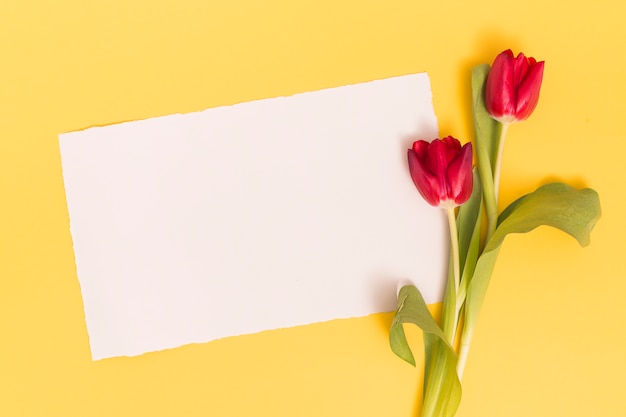 Papel en blanco con flores de tulipán rojo en superficie amarilla