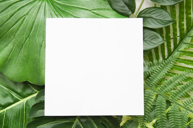 Papel en blanco de forma cuadrada blanca sobre diferentes tipos de hojas verdes
