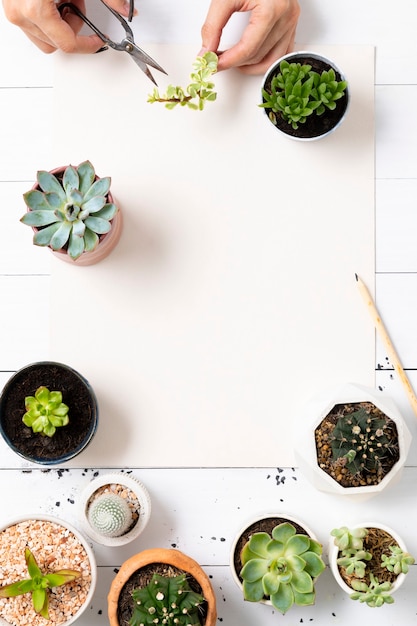 Papel en blanco con pequeñas plantas de interior plano