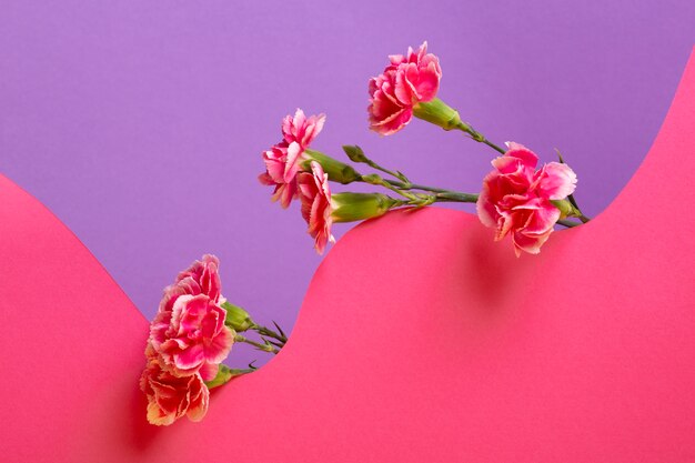 Papel pintado estético de primavera con clavel rosa.