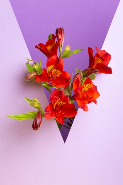 Papel pintado estético de primavera con fresias rojas.