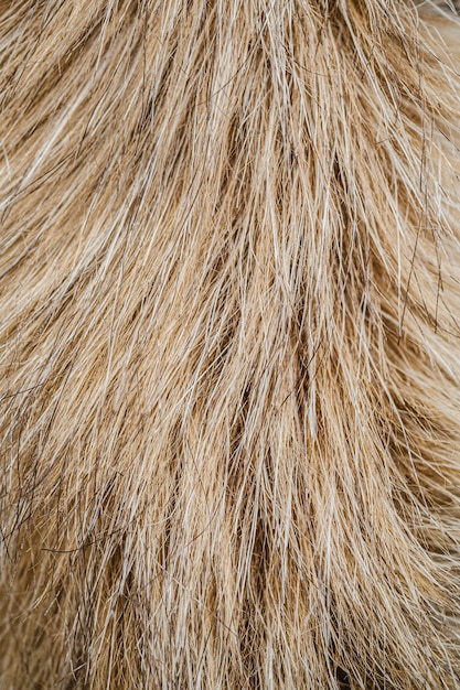 Papel pintado de pelo de perro laico plano
